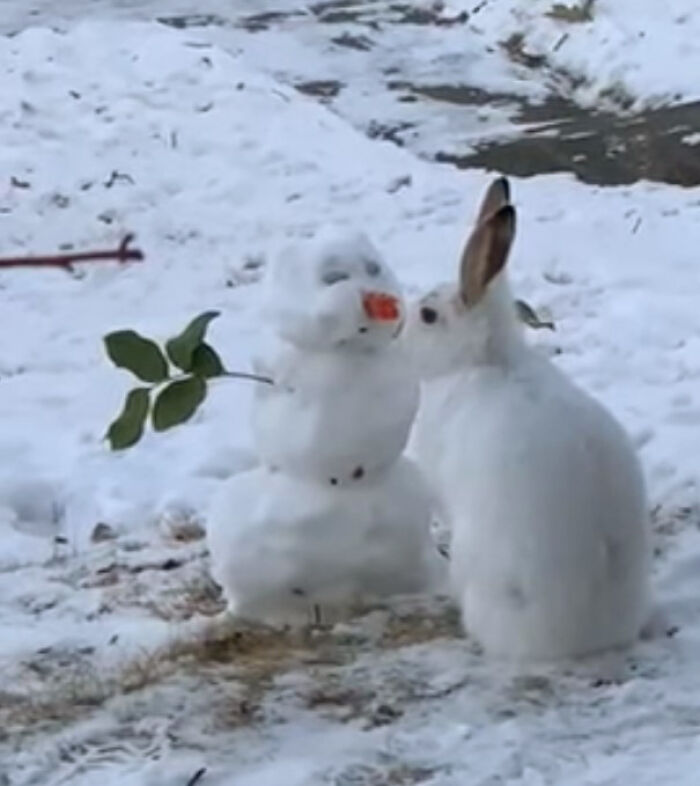 Over 64K People On YouTube Can't Get Enough Of This Video Capturing A Bunny Chomping A Snowman’s Carrot Nose