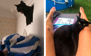 43 de los mejores momentos “Esta es mi casa, pero este no es mi gato” que les hayan ocurrido a humanos (nuevas fotos)