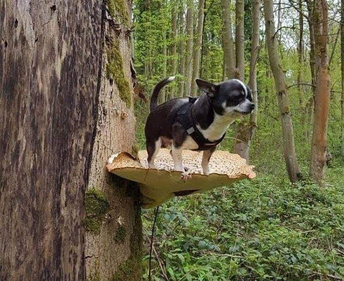 Dogs Standing On Mushrooms Is The Internet’s New Favorite Thing (26 Pics)