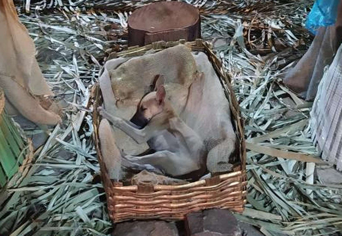 This Woman Passing By Nativity Scene Notices Someone Sleeping In The Manger