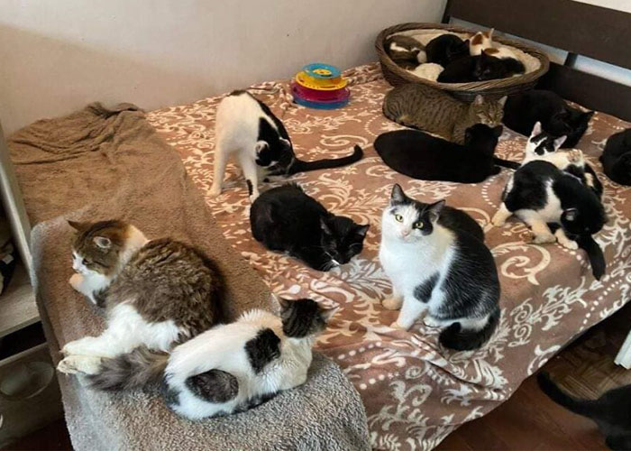 My Sister And I Started A Rescue Shelter And Rescued Over 200 Cats In 3 Years (12 Pics)
