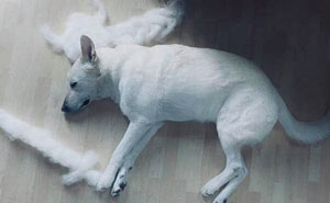 People On Facebook Are Sharing Funny Pics Of How Much Their Dogs Shed (23 Pics)