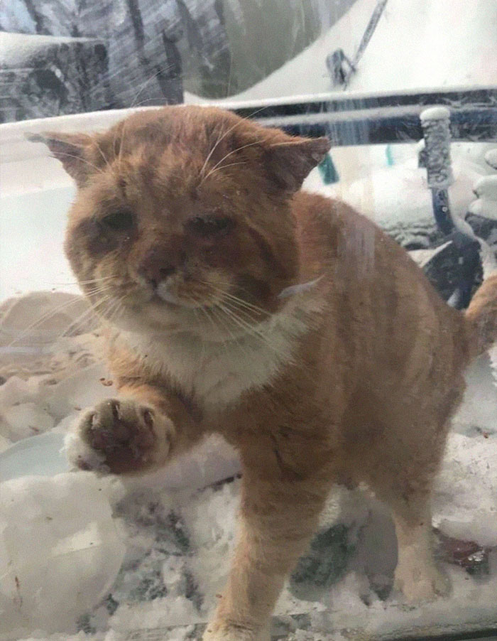 Sick And Cold Stray Cat Knocks On Woman's Window Asking To Be Let In