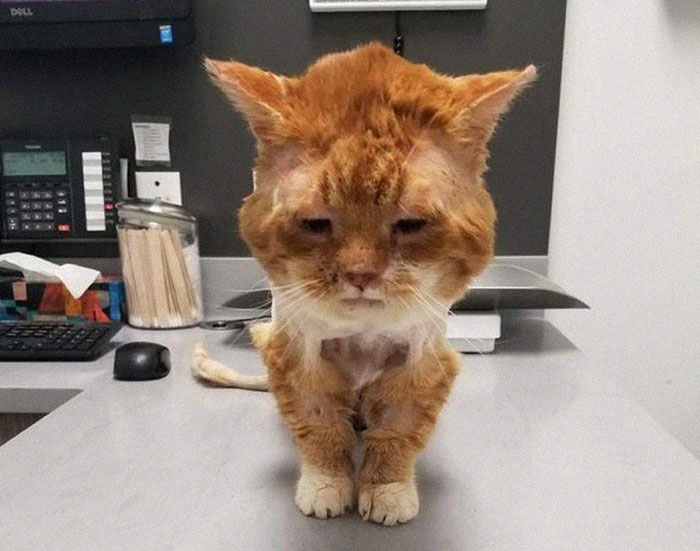 Sick And Cold Stray Cat Knocks On Woman's Window Asking To Be Let In