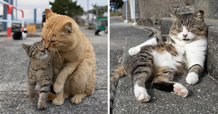 40 Unique Personalities Of Stray Cats As Captured By This Japanese Photographer (New Pics)