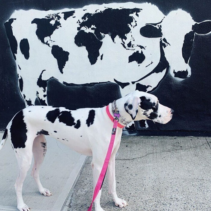World Cow: Our 30 Pictures That Promote Positivity And Love All Around The World