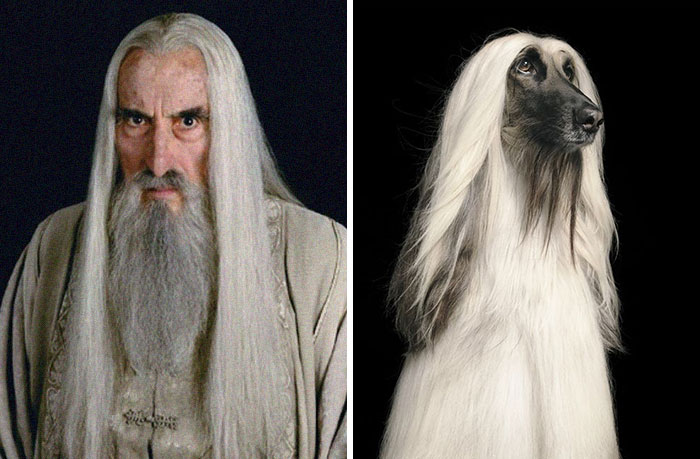 What If Lord Of The Rings Was All Dogs? This Twitter Thread Has An Answer (18 Pics)