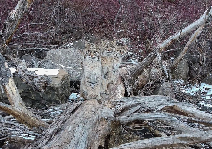 “I was about to leave, but I spotted something crossing the ice”: Photographer’s Drone Captures 3 Adorably Comfy Wild Bobcats Chilling
