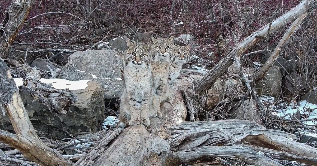 The Internet Is Mesmerized By These 3 'Very Comfortable' Wild Bobcats Captured In The Wild - Vimarsana News