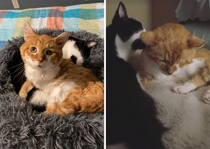 3-Legged Cat Goes Back To The House Where He Once Discovered Kindness And Finds A Family Of His Dreams