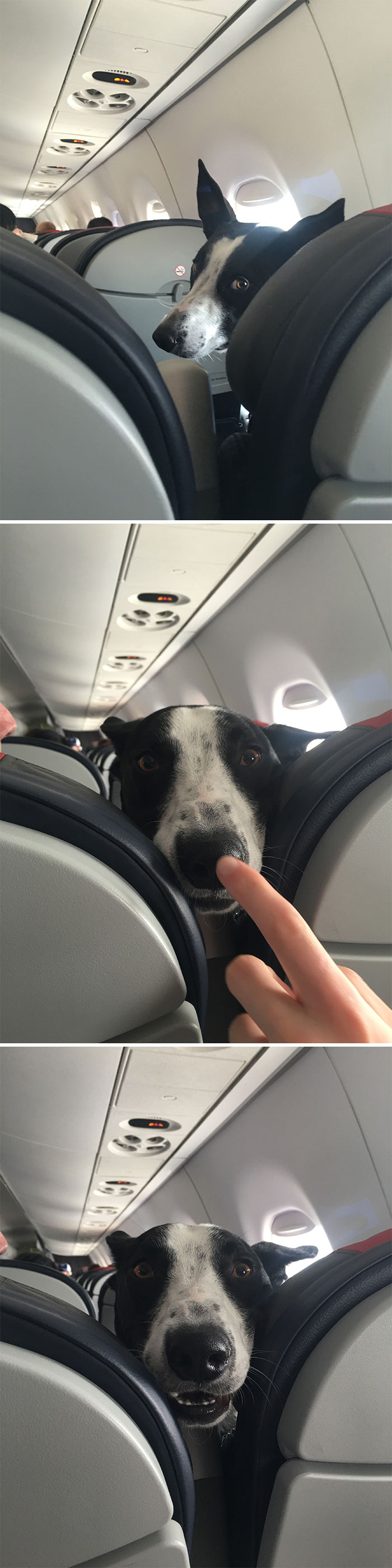 I See Your Dog On A Plane And Raise You A Booped Dog On A Plane