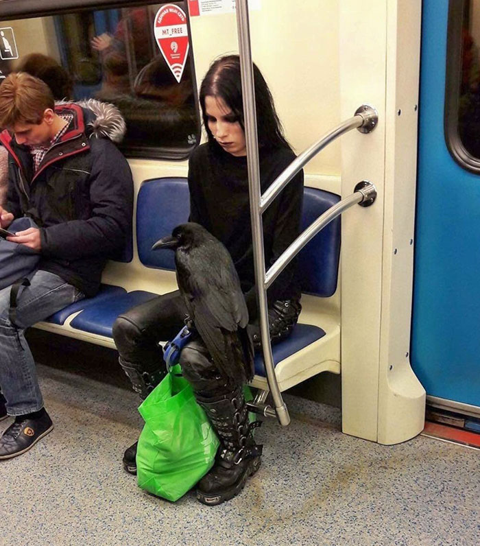 A Girl And Her Raven On The Running Subway