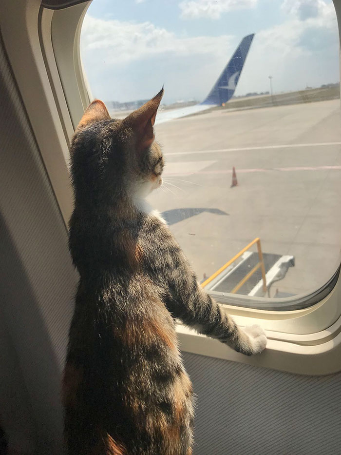 Kitten Likes Traveling