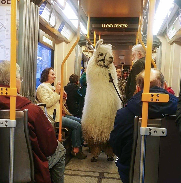 So Apparently We Are Bringing Llamas On The Max Now. I Guess Alpaca Bit Of Extra Snacks With Me Next Time