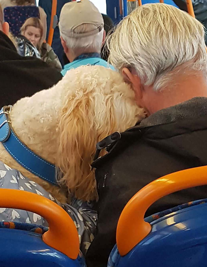 Two Old Best Friends Having A Little Snooze On The Bus