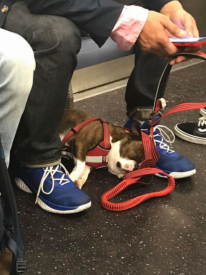 Saw This Sleepy Boy On The Subway