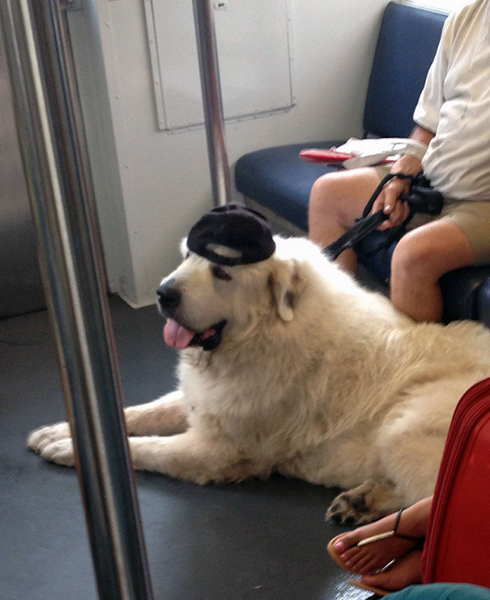 Just A Big Dog Catching A Train