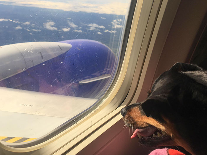 My Dog Sadie Went On Her First Plane Ride, I Think She Liked It
