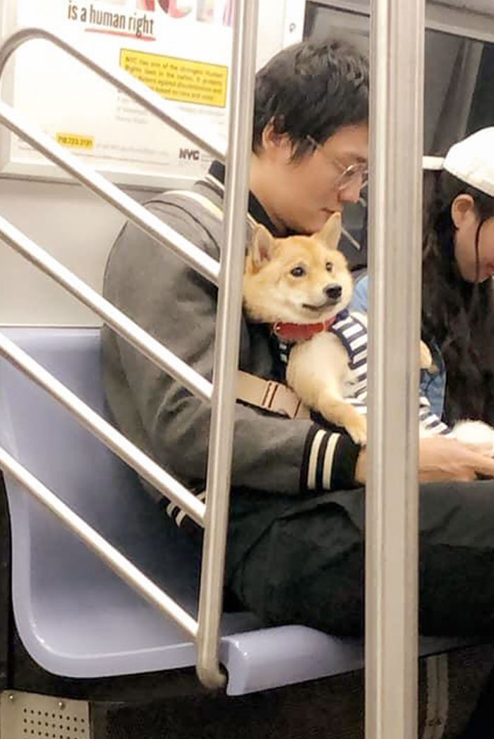 Hecking Good Boy On The Subway