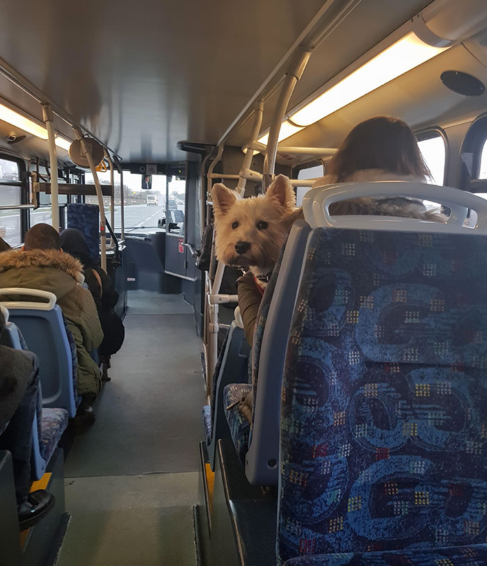 Why Do I Feel Like This Dog On The Bus Is Judging Me