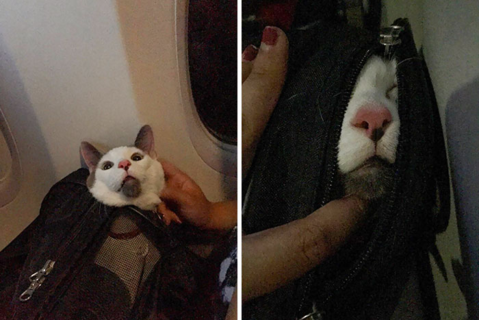 Snowball Had Loads Of Fun On His First Plane Ride