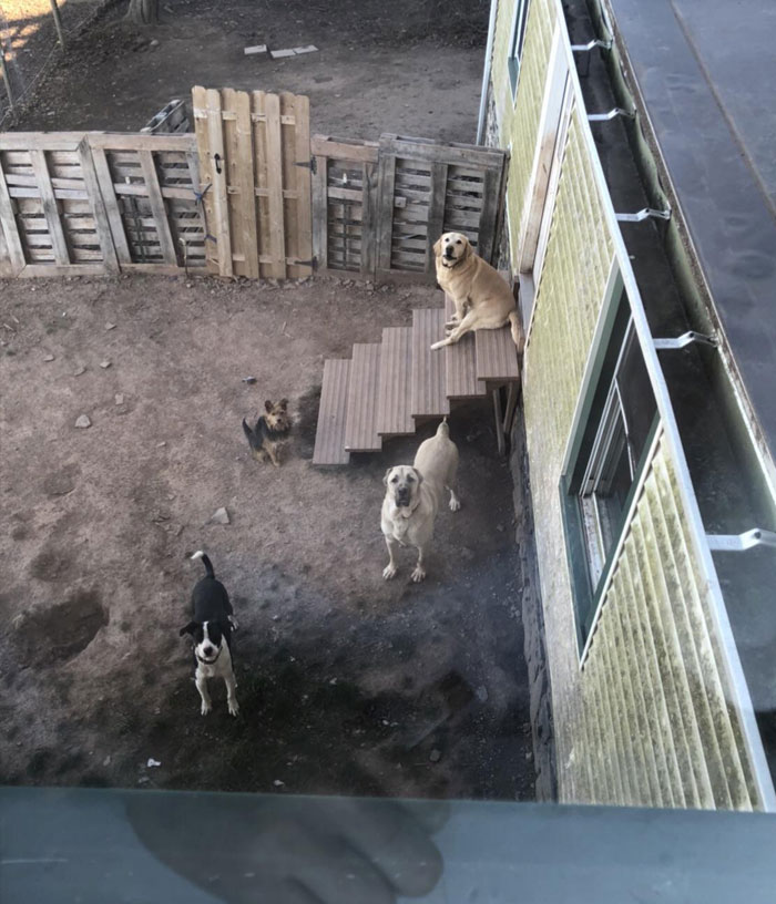 Sometimes I Throw Doggy Treats To My Landlords Dogs Out Of My Window, This Is Now What I See When I Look Out My Window