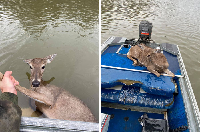 My Cousin Was Fishing On The River This Weekend And Rescued This Deer Who Was So Tired He Was Starting To Drown