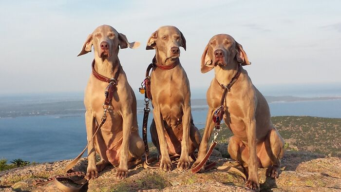 Wellington, Winslow And Wolfgang A Few Years Back. We Miss You Winnie...