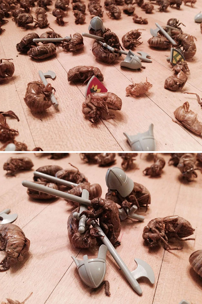 Someone On My Facebook Feed Has Been Collecting Cicada Shells So She Can Pose Them In Battle Scenes