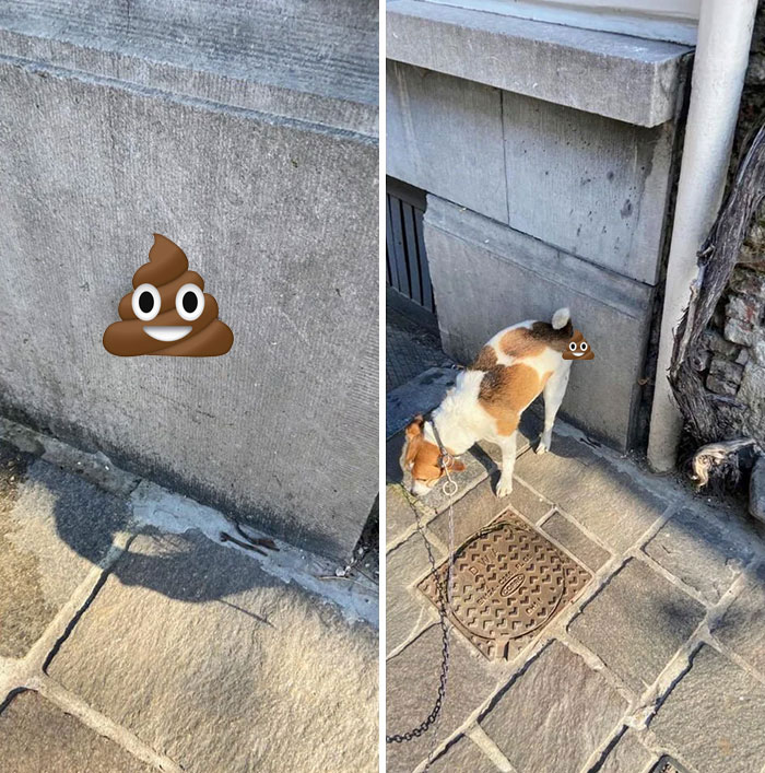 The Way My Dog Poops On Walls