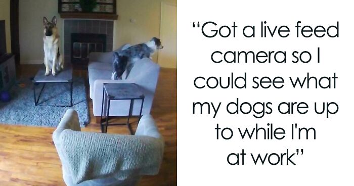 “What’s Wrong With Your Dog?”: People Are Posting Pictures Of ‘Malfunctioning’ Dogs (47 Pics)