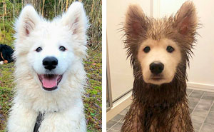 "¿Qué le pasa a tu perro?": La gente publica imágenes de perros "malfuncionando" (45 fotos)