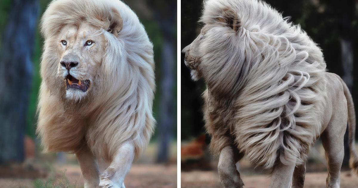 British Photographer Captures Majestic Lions From Up Close (63 Pics) - Vimarsana News