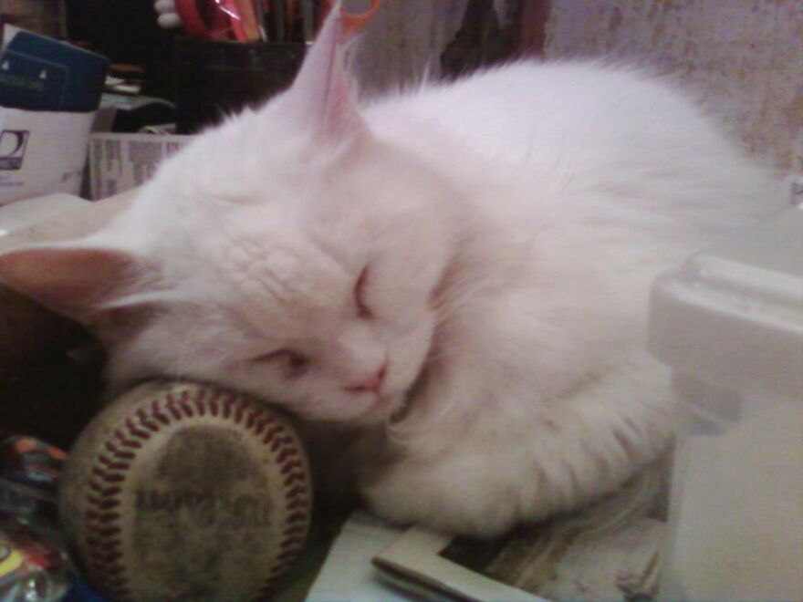 My Beloved Yin
