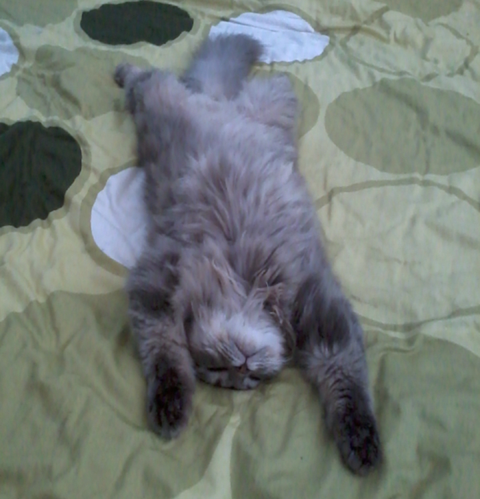It Was Very Hot Day And My Cat Was Laying This Way In Front Of Cooling Fan