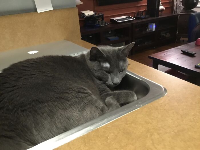 Sink Cat