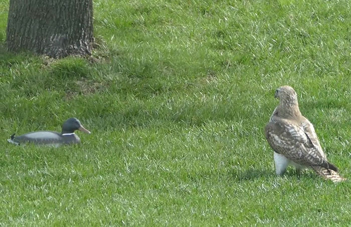 Hawk Is Completely Confused As To Why This "Duck" Isn't Responding To Its Threats | Bored Panda