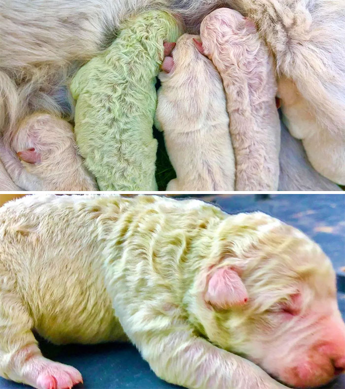 A Labrador Born Green Because Of A Pigment Called Biliverdin