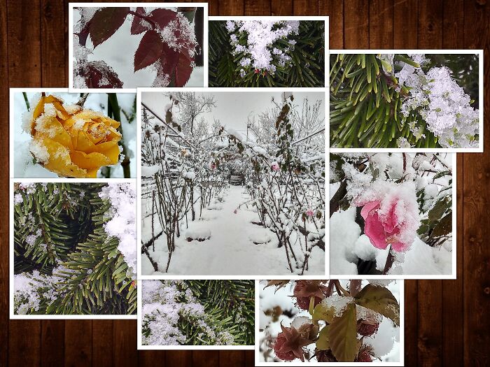 Icy Silence: All The Colors Of My Winter Garden. Photo From 10 January 2021. Krasnodar, Russia