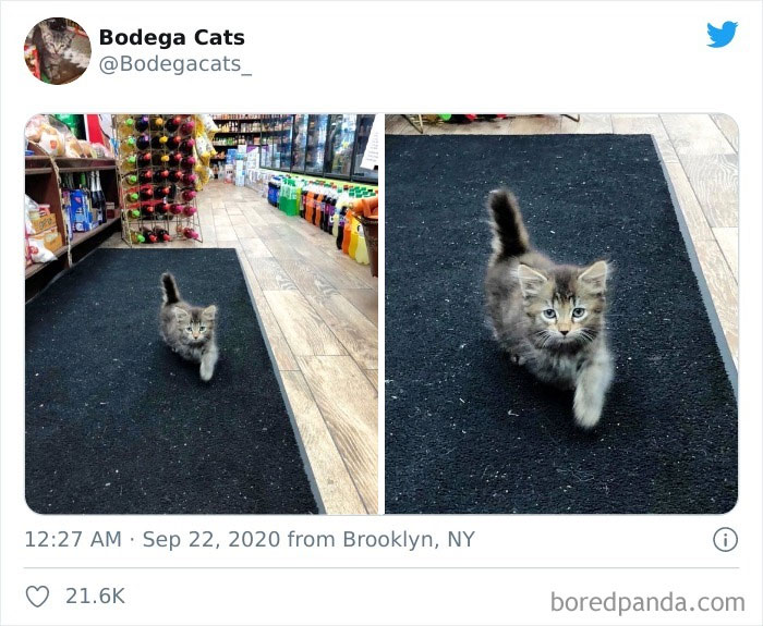 Bodega Cats