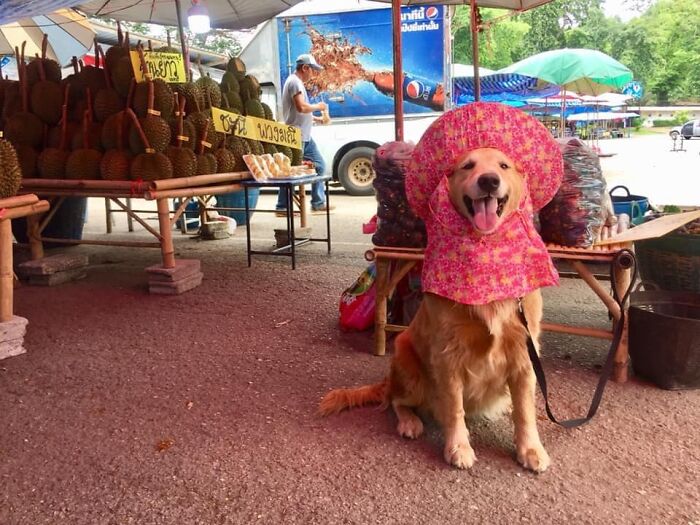 Golden Retriever Named Jubjib Is A ‘Durian Harvester’ Who Has Been Adorably Posing For Family Harvest Pics Since 2014