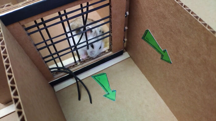 Person Shows Their Hamster Escaping A Prison In Amazing Obstacle Course Video, Captures The Hearts Of 55 Million People