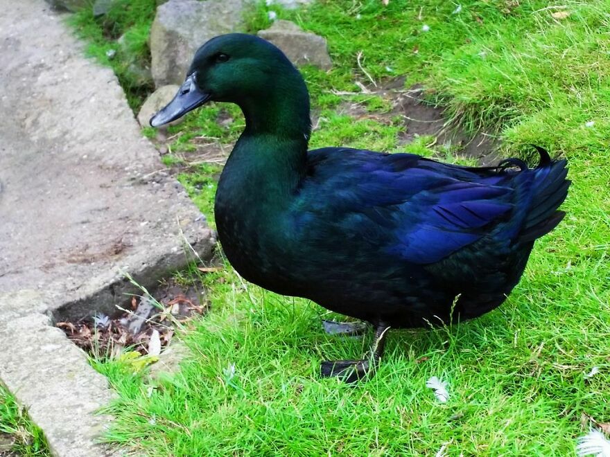 Ducks