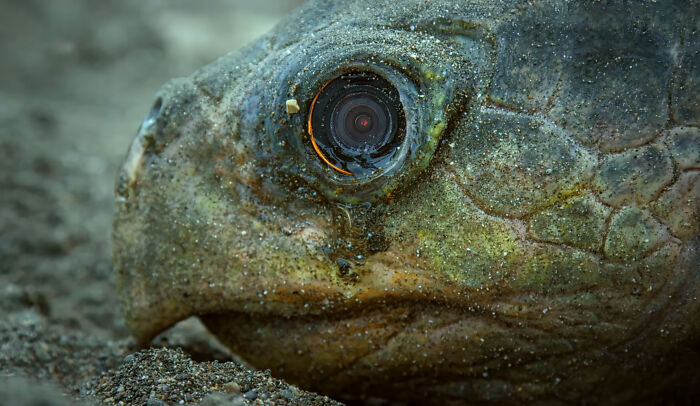 Hay 428000 personas fascinadas por este video de un robot tortuga que grabó a 20000 tortugas desovando en Costa Rica