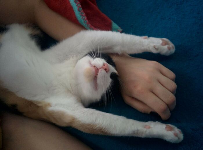 Maya's "Dj Kitten In The House" Sleeping Position