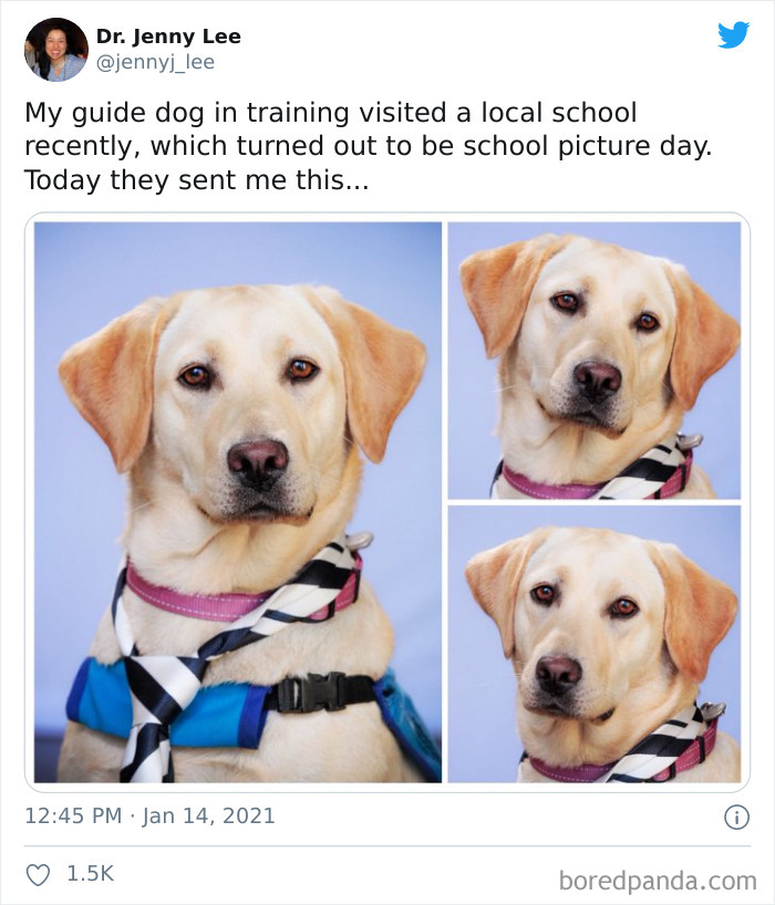 Estoy entrenando a un perro guía, y hace poco visitamos un colegio, donde resultó ser el día de las fotos. Hoy me han enviado esto...