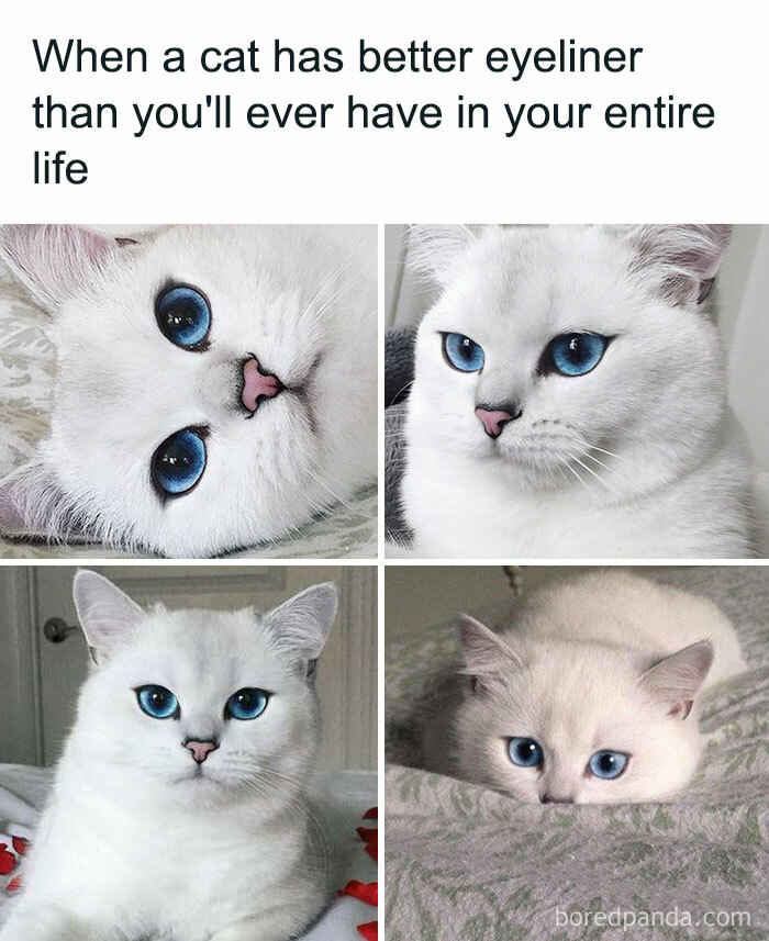 50 Cat Memes Created By People Clearly Living With One | Bored Panda