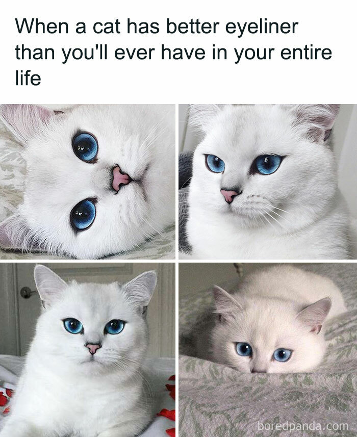Cat Memes Created By People Lipstick Alley