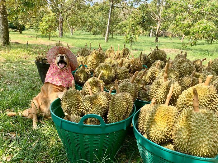 Golden Retriever Named Jubjib Is A ‘Durian Harvester’ Who Has Been Adorably Posing For Family Harvest Pics Since 2014
