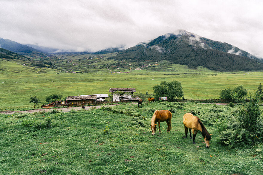 The Pobjica Valley Is A Place Where Grazing Cows And Horses Live A Carefree Life.